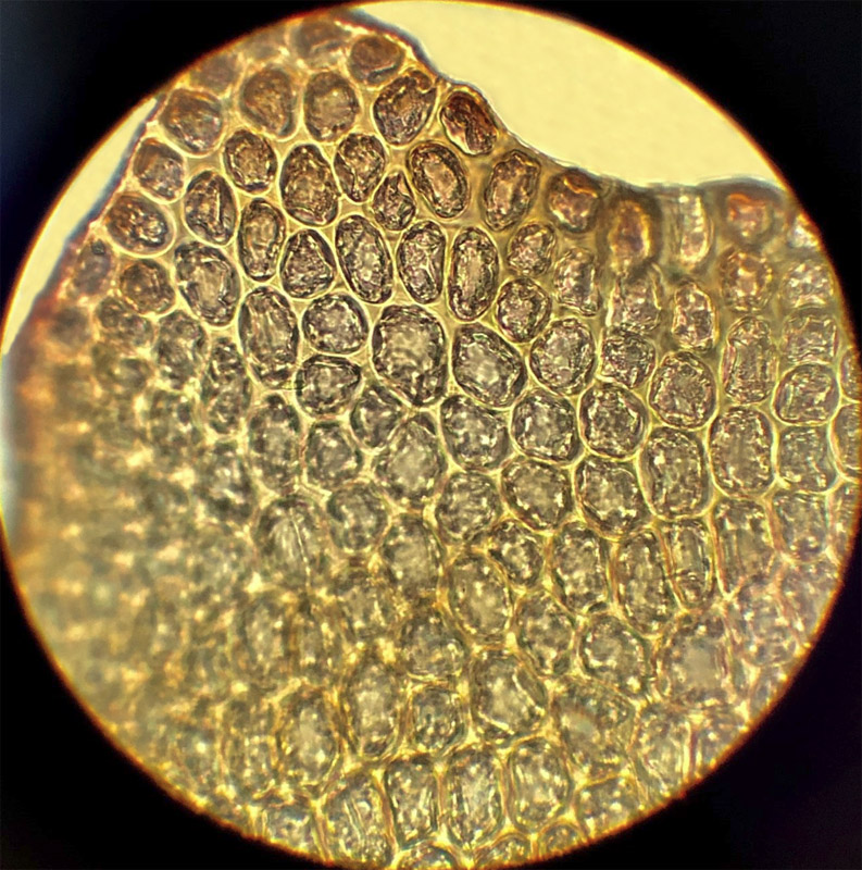 Barbilophozia sudetica